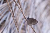 Small brown butterfly with its wings closed to show the underside perched on dry grass