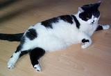 a cute black and white cat stretched acorss the floor