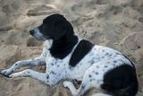 Patient black and white dog lying on sand, either a pointer or setter