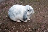 Cute little speckled white and grey lop eared rabbit crouching on the ground