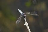 Darter dragonfly on a twig perched facing the camera as it takes a rest from flying over the water in search of prey