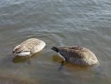 a pair of canada geese (Branta canadensis) looking for food