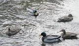 male and female mallard ducks on a pond