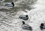 four male mallard ducks on a pond