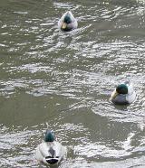a duck pond with mallard ducks