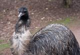 Closeup of a curious emu, a large flightless Australian bird with soft feathery plumage