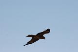 Hawk soaring overhead in a blue sky as it circles looking for prey using wind currents to glide