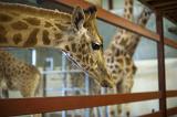 Inquisitive giraffe in captivity with its head poked through the railings of its enclosure