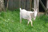 a white billy goat on a farm