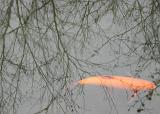 reflections on a goldfish pond