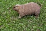 Side view of a large brown guinea pig on green grass with copyspace