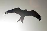 Silhouette of a hawk gliding overhead with its wings outstretched to show the full wingspan with sun flare