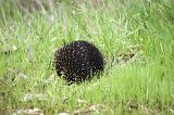 Hedgehog rolled into a ball with its erectile spines raised to present a pickly spiny surface for protection