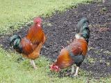 a pair of chickens (roosters) on a farm