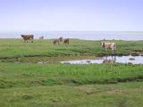 a herd of cattle grazing on a coastal pasture