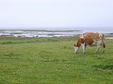 a cow grazing on a coastal pasture