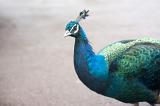 An iridescent blue peacock with focus to the eye and crest and plenty of copyspace