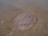 a jellyfish stranded on a sandy beach