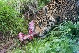 Head of a leopard crouched in green grass feeding on a carcass gnawing on a large bone