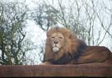 Male African lion, Panthera leo, with a lovely full mane lying resting on top of a wooden platform in captivity