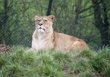 African lioness, Panthera leo, lying resting on a grassy bank in captivity