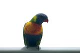 Colourful rainbow lorikeet perched on a bar facing the camera in captivity, isolated on white