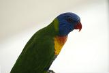 Brightly coloured rainbow lorikeet parrot sitting sideways in profile against a white background
