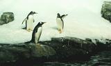 three gentoo penguins on snow