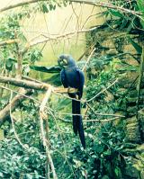 a hyacinth blue parrot or macaw on a branch