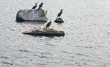 sea birds perched on rocks