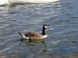 swimming on a river - a single canada goose with distinctive black neck and white marking
