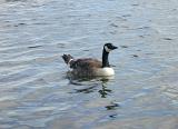 a canada goose on the water