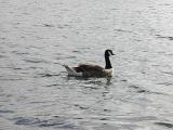 on the water, a swimming duck or goose