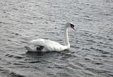 a sole Mute Swan swimming across a lake