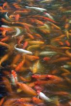 A pond full of various orange and white varieties of koi carp