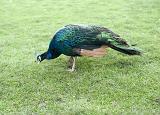 Colourful male blue and green peacock foraging for food on green grass with his tail folded down