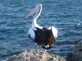 an australia pelican standing on a rock
