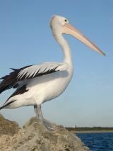 profile view of a large australian pelican