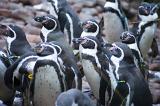 Closeup of a group of inquisitive penguins all standing looking to the side in the same direction