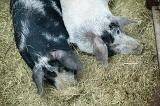 High angle view of two large domestic pigs on straw in a pen at a farm