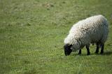 Adult sheep with a full woolly fleece grazing in a green field with copyspace