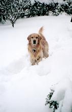 a golden retriever dog in deep snow