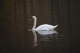 Beautiful white swan swimming on the dark waters of a lake with a reflection
