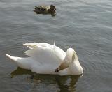 a swan floating on a lake preening itself