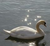 a swan floating on water with sparkling reflections