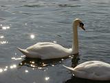 two swans floating on a lake with sparkling reflections