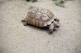 Single adult tortoise walking across dry ground with copyspace