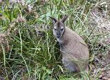An adult wallaby, a marsupial originating in Australia, standing in grass