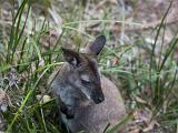Closeup of a wallaby feeding in grassland standing listening with its ears pricked