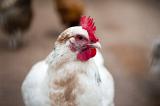 Closeup of a white hen with red comb in a farmyard with shallow dof